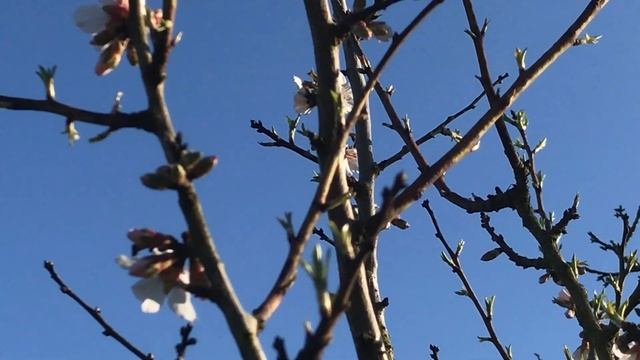 Amanfier ''Prunus amygdalus Floraison hâtive Et fructification furtive смотреть онлайн