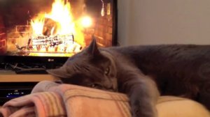 evening, cat and 'fireplace'