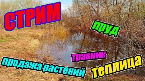 Пруд, теплица, травник и продажа растений!