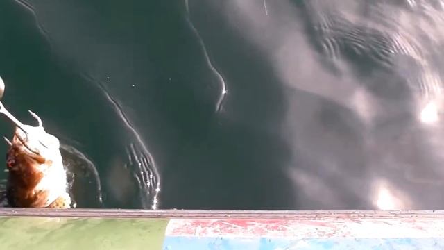 Баренцево море, июль, выход из залива, бычок, сапог