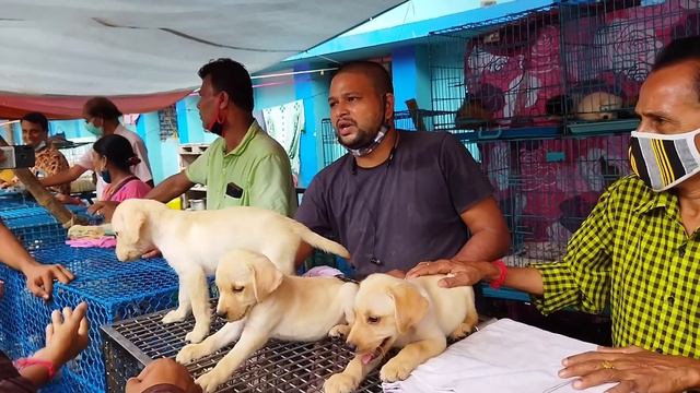 Dogs Price In Kolkata 2021 | Gallif Street Dog Market | Cheapest Dog Market In Kolkata смотреть онлайн