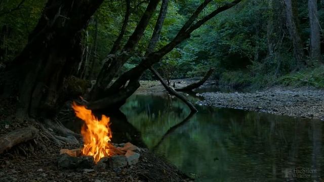 Как правильно сажать лаванду дома? смотреть онлайн