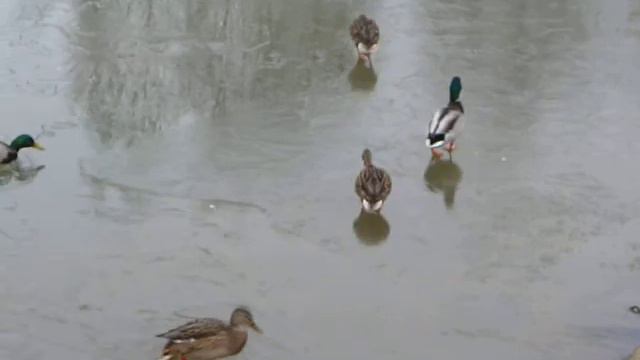 Птички Прилетели смотреть онлайн