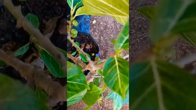 verigated  fig !verigated  fig plant!short #