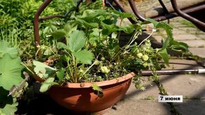 Секреты выращивания садовой клубники в кашпо как получить самый ранний урожай ягод