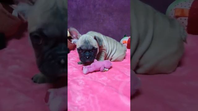 #французскийбульдог #frenchbulldog #puppy #dog #frenchie #bulldog #animals #pet