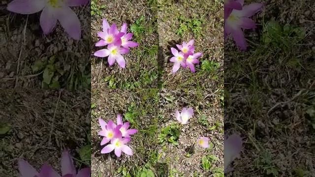 Colchicum speciosum (Vargit Çiçeği)