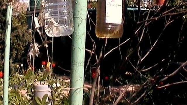 Вертикальное выращивание клубники смотреть онлайн