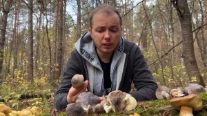 Как отличить зелёнки и подзелёнки от их ядовитых двойников? Рядовка серая и рядовка зелёная.
