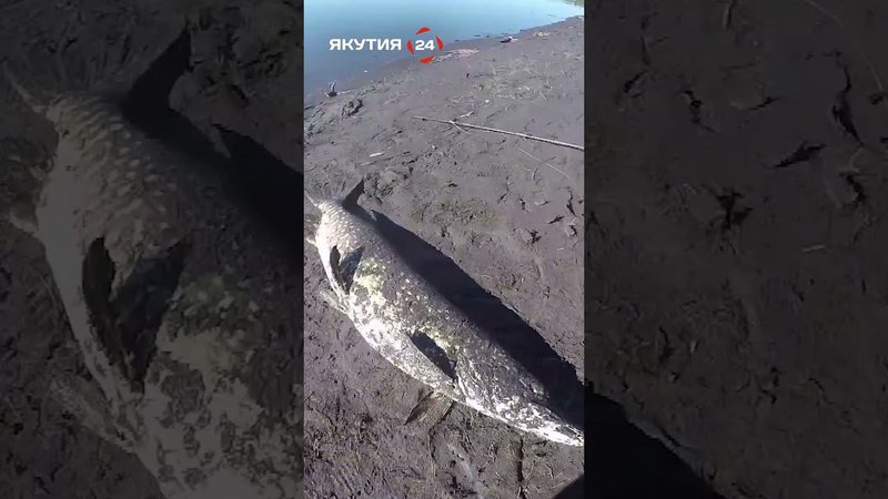 Ловим щуку на реке Джарджан