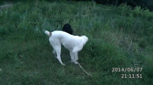 алабай(сука)7 месяцев,лабрадор (кобель) 1год и 3мес.