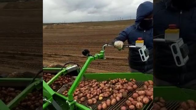 Уборка картофеля в Московской области. Новая техника Колнаг