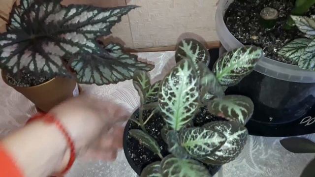 #продам#излишки#растения#
Излишки комнатных растений.ОСВОБОЖДЕНИЕ ПОДОКОННИКА.