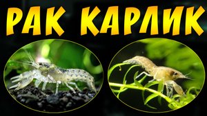 КАРЛИКОВЫЙ БОЛОТНЫЙ РАК СОВМЕСТИМОСТЬ, КОРМЛЕНИЕ, РАЗВЕДЕНИЕ И УХОД!