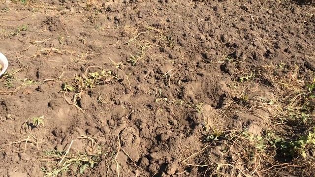 Наступила осень 2021 года, огород, копаю картошку смотреть онлайн