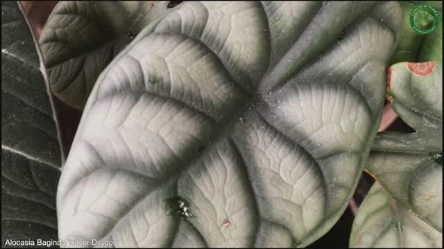 Alocasia Baginda ‘Silver Dragon’ | Ornamental Plants | ?? Panama |