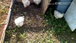 Китайская шелковая порода кур