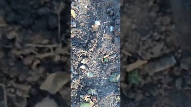 Виноград, чтоб мыши не съели.  Положите............ смотреть онлайн