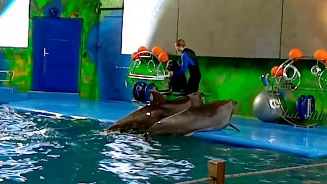 Одесса. Дельфинарий Немо. Морской котик и морской лев. Odessa. 08.12.2019. смотреть онлайн