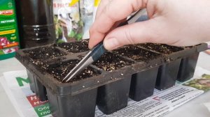 ?Махровый бальзамин Том Тамб. Посев в грунт.