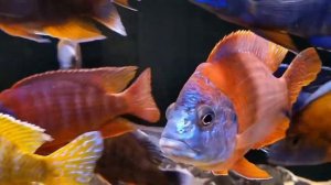 Аулонокары - самцы всех расцветок в одном аквариуме