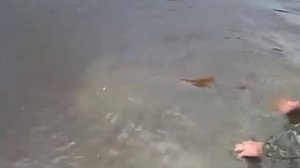 Река Тура (Болотовское)