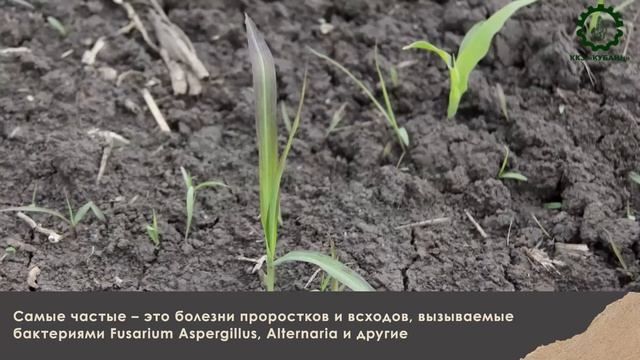 6. Технология возделывания кукурузы, часть 3