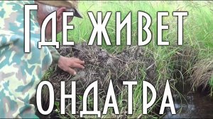 ГДЕ ЖИВЕТ ОНДАТРА, места обитания канадского зверька, хатка, как она расплодилась