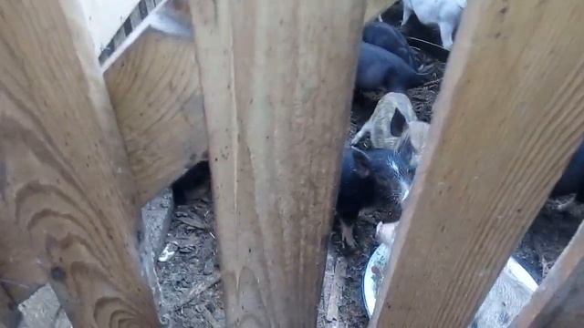 Кастрацыя хряка не за горами!