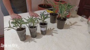 Дача на Юге - Олеандры (19.12.23г.) зимнее черенкование.