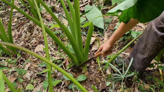 Harvest crops Survival Instinct Wilderness Alone  Thu hoạch mùa màng ep83