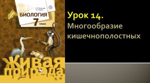 Урок 14. Многообразие кишечнополостных
