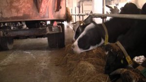 ФХ А. Аникьева Раздача кормов