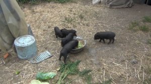 Животные в деревне. Жизнь в селе