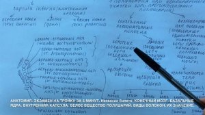 Билет 024. КОНЕЧНЫЙ МОЗГ. БАЗАЛЬНЫЕ ЯДРА. ВНУТРЕННЯЯ КАПСУЛА. БЕЛОЕ ВЕЩЕСТВО ПОЛУШАРИЙ.