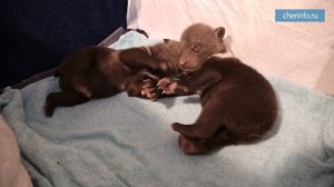 Спасенные медвежата