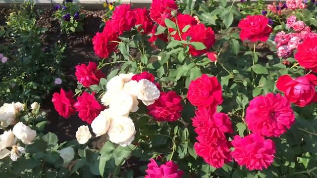 Английские розы. Шикарная английская роза Томас Бэкет вся в цвету! (3 зона) смотреть онлайн