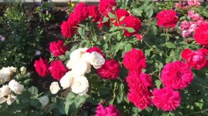 Английские розы. Шикарная английская роза Томас Бэкет вся в цвету! (3 зона)