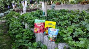 Уход за клубникой Азия в августе и сентябре!