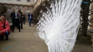 Красавец белый павлин