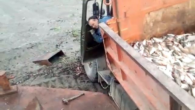 ЛЮбите красную рыбку? Не дождЁтесь!!! Как уничтожают КРАСНУЮ РЫБУ на Дальнем Востоке. Кто ответит?! смотреть онлайн