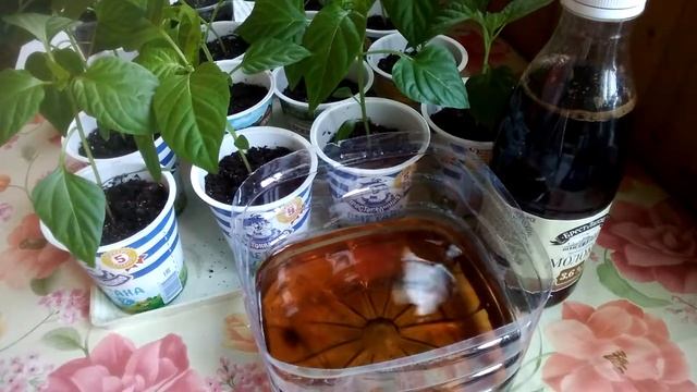 ВТОРАЯ ПОДКОРМКА РАССАДЫ ПЕРЦЕВ смотреть онлайн