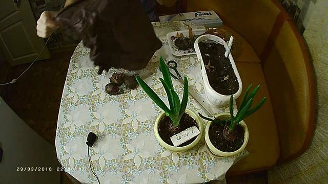 Как сохранить луковицы ГИАЦИНТА после цветения. смотреть онлайн