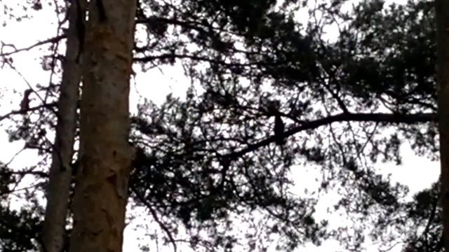 Сорока выдает своим криком сову. 2016 06 06 08 01 35 смотреть онлайн