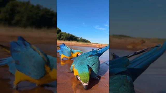 🦜 Разноцветные попугайчики ара утоляют жажду на пляже в Бразилии