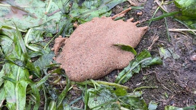 АБИССИНКА | НА ЗАМЕНУ СТАРОЙ СКВАЖИНЕ ПОД ПОГРУЖНОЙ НАСОС