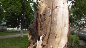 Грустная история про дерево в городе, в парке