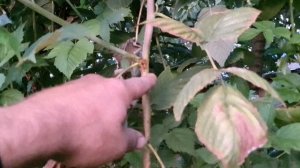 Нужно ли оставлять ремонтантные сорта малины на весеннее плодоношение? И как правильно это сделать!