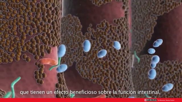 Probitico Fortiflora Purina PRO PLAN смотреть онлайн