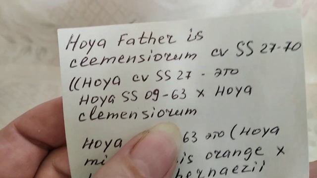 Купила хойи новинки коллекции смотреть онлайн